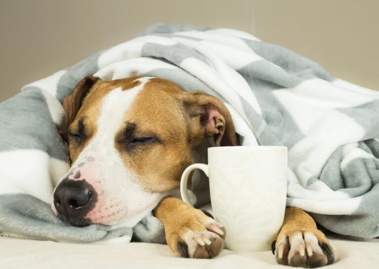 Do Dogs Get Colds Understanding Canine Respiratory Health