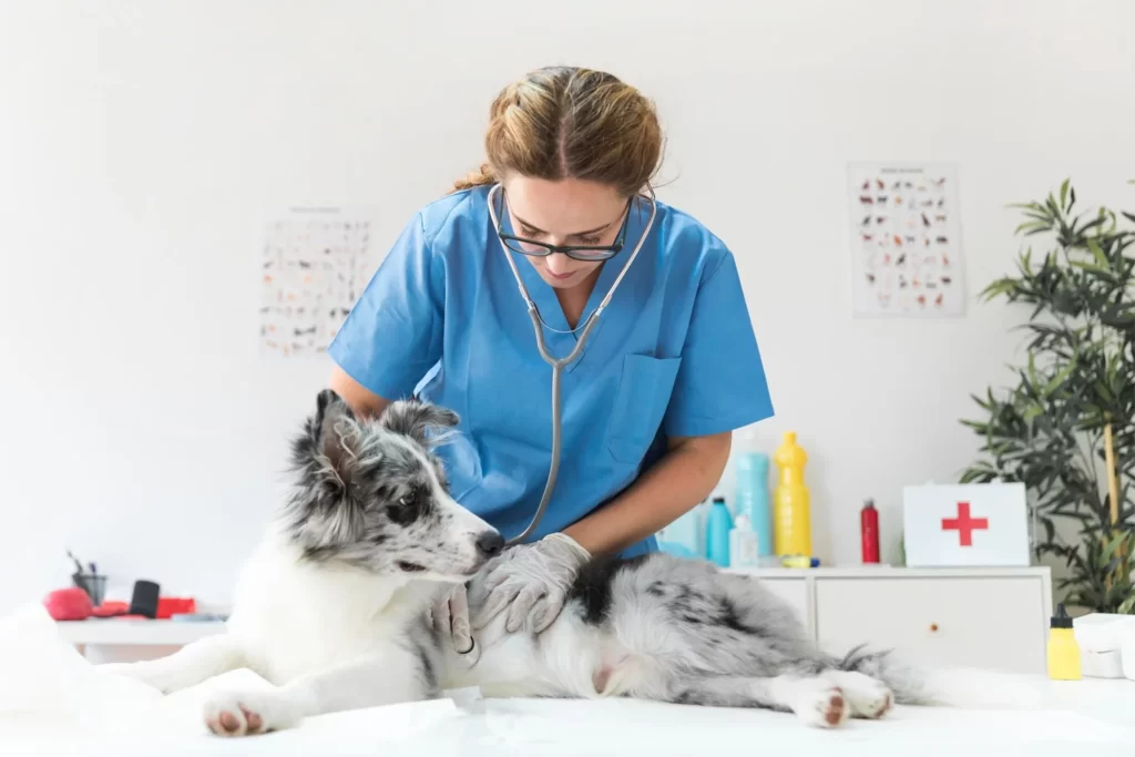 Doctors in the Caring Field of Pet Health Care