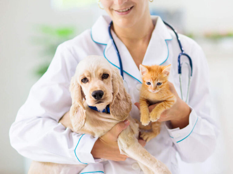 How to Find the Best Insurance for Your Pet