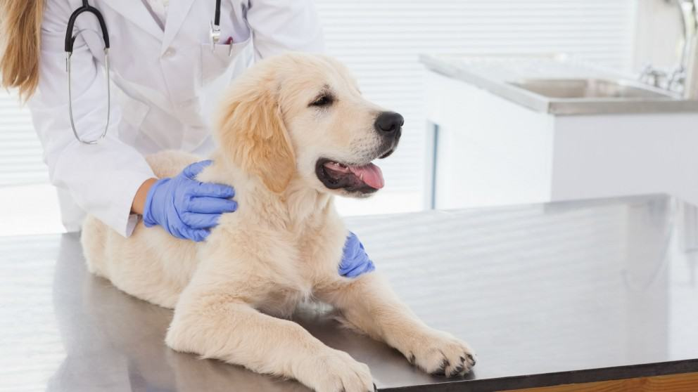 Pet Health Care Insurance