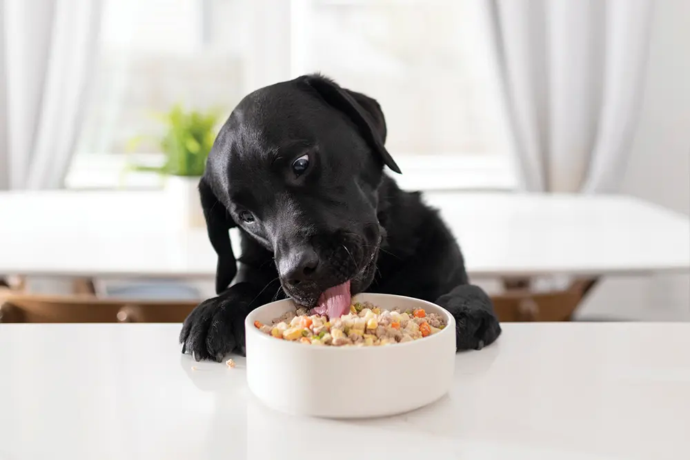 Best Foods For Dogs